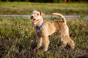 Lakeland Terrier